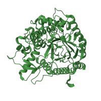 The deposited structure of PDB entry 1e4l contains 2 copies of SCOP domain 51521 (Family 1 of glycosyl hydrolase) in 4-hydroxy-7-methoxy-3-oxo-3,4-dihydro-2H-1,4-benzoxazin-2-yl glucoside beta-D-glucosidase 1, chloroplastic. Showing 1 copy in chain A.