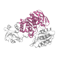 The deposited structure of PDB entry 1e8c contains 2 copies of SCOP domain 53624 (MurCDEF) in UDP-N-acetylmuramoyl-L-alanyl-D-glutamate--2,6-diaminopimelate ligase. Showing 1 copy in chain B.