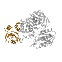 The deposited structure of PDB entry 1e8c contains 2 copies of SCOP domain 63419 (MurE/MurF N-terminal domain) in UDP-N-acetylmuramoyl-L-alanyl-D-glutamate--2,6-diaminopimelate ligase. Showing 1 copy in chain B.