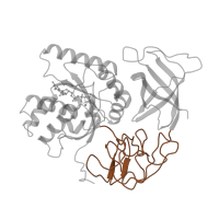 The deposited structure of PDB entry 1eft contains 1 copy of SCOP domain 50448 (Elongation factors) in Elongation factor Tu. Showing 1 copy in chain A.