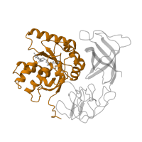 The deposited structure of PDB entry 1eft contains 1 copy of SCOP domain 52592 (G proteins) in Elongation factor Tu. Showing 1 copy in chain A.