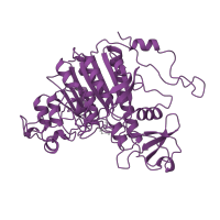 The deposited structure of PDB entry 1elz contains 2 copies of SCOP domain 53650 (Alkaline phosphatase) in Alkaline phosphatase. Showing 1 copy in chain A.