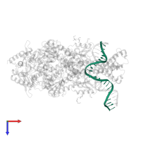 DNA (5'-D(*GP*CP*GP*AP*CP*GP*CP*TP*AP*GP*CP*GP*TP*GP*CP*GP*GP*CP*TP*CP*GP*TP*C)-3') in PDB entry 1ewq, assembly 1, top view.