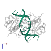 DNA (5'-D(*TP*GP*AP*CP*CP*AP*GP*CP*TP*GP*GP*TP*C)-3') in PDB entry 1eyu, assembly 1, top view.