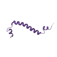 The deposited structure of PDB entry 1ezv contains 1 copy of Pfam domain PF05365 (Ubiquinol-cytochrome C reductase, UQCRX/QCR9 like) in Cytochrome b-c1 complex subunit 9, mitochondrial. Showing 1 copy in chain I.