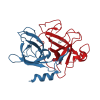 The deposited structure of PDB entry 1f5k contains 2 copies of CATH domain 2.40.10.10 (Thrombin, subunit H) in Urokinase-type plasminogen activator chain B. Showing 2 copies in chain A [auth U].