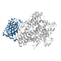 The deposited structure of PDB entry 1fgr contains 1 copy of CATH domain 2.60.60.20 (Lipoxygenase-1) in Seed linoleate 13S-lipoxygenase-1. Showing 1 copy in chain A.