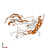 Follitropin subunit beta in PDB entry 1fl7, assembly 3, front view.