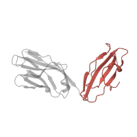 The deposited structure of PDB entry 1fyt contains 1 copy of SCOP domain 48942 (C1 set domains (antibody constant domain-like)) in T cell receptor alpha chain constant. Showing 1 copy in chain D.