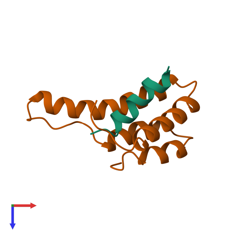 <div class='caption-body'><ul class ='image_legend_ul'> Dimeric assembly 1 of PDB entry 1g1e coloured by chemically distinct molecules and viewed from the top. This assembly contains:<li class ='image_legend_li'>One copy of MAD1 PROTEIN</li><li class ='image_legend_li'>One copy of SIN3A</li></ul></div>