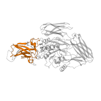 The deposited structure of PDB entry 1ggu contains 2 copies of Pfam domain PF00868 (Transglutaminase family) in Coagulation factor XIII A chain. Showing 1 copy in chain B.