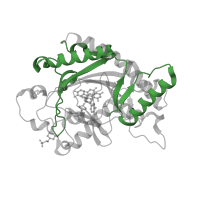 The deposited structure of PDB entry 1gp6 contains 1 copy of Pfam domain PF14226 (non-haem dioxygenase in morphine synthesis N-terminal) in Leucoanthocyanidin dioxygenase. Showing 1 copy in chain A.