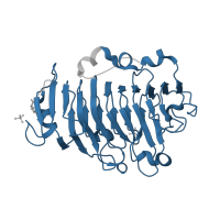 The deposited structure of PDB entry 1gq8 contains 1 copy of Pfam domain PF01095 (Pectinesterase) in Pectinesterase. Showing 1 copy in chain A.