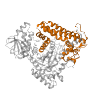 The deposited structure of PDB entry 1gqk contains 2 copies of Pfam domain PF07477 (Glycosyl hydrolase family 67 C-terminus) in Extracellular xylan exo-alpha-(1->2)-glucuronosidase. Showing 1 copy in chain A.