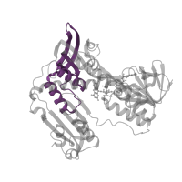 The deposited structure of PDB entry 1grf contains 1 copy of Pfam domain PF00070 (Pyridine nucleotide-disulphide oxidoreductase) in Glutathione reductase, mitochondrial. Showing 1 copy in chain A.