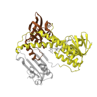 The deposited structure of PDB entry 1grf contains 2 copies of SCOP domain 51943 (FAD/NAD-linked reductases, N-terminal and central domains) in Glutathione reductase, mitochondrial. Showing 2 copies in chain A.
