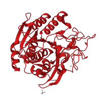 The deposited structure of PDB entry 1gt9 contains 2 copies of CATH domain 3.40.50.200 (Rossmann fold) in Peptidase S53 domain-containing protein. Showing 1 copy in chain A [auth 1].