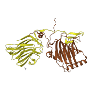The deposited structure of PDB entry 1h30 contains 2 copies of SCOP domain 49944 (Laminin G-like module) in Growth arrest-specific protein 6. Showing 2 copies in chain A.