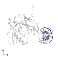 DNA (5'-(*GP*TP*TP*GP*CP*GP*GP*TP*TP*G)-3') in PDB entry 1h9d, assembly 1, front view.