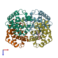 PDB entry 1hbb coloured by chain, top view.