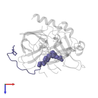 P596 Inhibitor peptide in PDB entry 1hbt, assembly 1, top view.