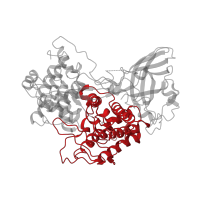 The deposited structure of PDB entry 1hcy contains 6 copies of CATH domain 1.10.1280.10 (di-copper center containing domain from catechol oxidase) in Hemocyanin A chain. Showing 1 copy in chain A.