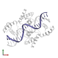 DNA 5'-D(*CP*TP*CP*CP*AP*TP*TP*TP*GP*CP*CP*TP*TP* TP*CP*AP*AP*AP*TP*GP*TP*G)-3' in PDB entry 1hf0, assembly 1, front view.