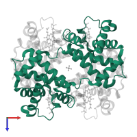 Hemoglobin subunit alpha in PDB entry 1hho, assembly 1, top view.