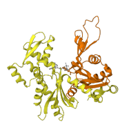The deposited structure of PDB entry 1hlu contains 2 copies of SCOP domain 53068 (Actin/HSP70) in Actin, cytoplasmic 1. Showing 2 copies in chain A.
