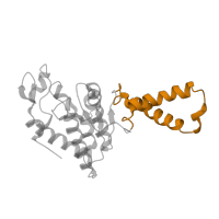 The deposited structure of PDB entry 1hnx contains 1 copy of CATH domain 1.10.287.610 (Helix Hairpins) in Small ribosomal subunit protein uS2. Showing 1 copy in chain C [auth B].