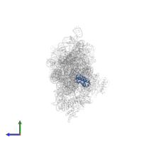Small ribosomal subunit protein uS9 in PDB entry 1hnz, assembly 1, side view.