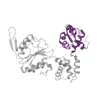 The deposited structure of PDB entry 1hqc contains 2 copies of Pfam domain PF05491 (RuvB C-terminal winged helix domain) in Holliday junction branch migration complex subunit RuvB. Showing 1 copy in chain A.