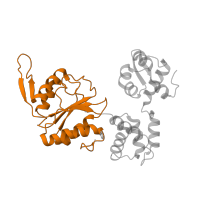 The deposited structure of PDB entry 1hqc contains 2 copies of Pfam domain PF05496 (Holliday junction DNA helicase RuvB P-loop domain) in Holliday junction branch migration complex subunit RuvB. Showing 1 copy in chain A.