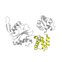 The deposited structure of PDB entry 1hqc contains 2 copies of Pfam domain PF17864 (RuvB AAA lid domain) in Holliday junction branch migration complex subunit RuvB. Showing 1 copy in chain A.