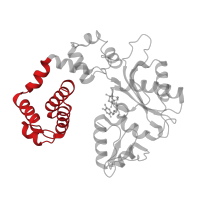 The deposited structure of PDB entry 1huo contains 2 copies of CATH domain 1.10.150.110 (DNA polymerase; domain 1) in DNA polymerase beta. Showing 1 copy in chain E [auth A].