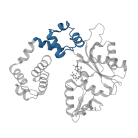 The deposited structure of PDB entry 1huo contains 2 copies of CATH domain 1.10.150.20 (DNA polymerase; domain 1) in DNA polymerase beta. Showing 1 copy in chain E [auth A].