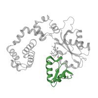 The deposited structure of PDB entry 1huo contains 2 copies of CATH domain 3.30.210.10 (Beta Polymerase; domain 3) in DNA polymerase beta. Showing 1 copy in chain E [auth A].