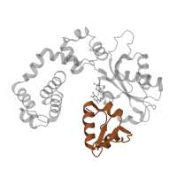 The deposited structure of PDB entry 1huo contains 2 copies of Pfam domain PF14791 (DNA polymerase beta thumb ) in DNA polymerase beta. Showing 1 copy in chain E [auth A].