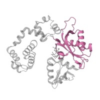 The deposited structure of PDB entry 1huo contains 2 copies of Pfam domain PF14792 (DNA polymerase beta palm ) in DNA polymerase beta. Showing 1 copy in chain E [auth A].