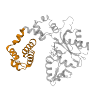 The deposited structure of PDB entry 1huo contains 2 copies of SCOP domain 47803 (DNA polymerase beta, N-terminal domain-like) in DNA polymerase beta. Showing 1 copy in chain E [auth A].