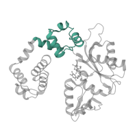 The deposited structure of PDB entry 1huo contains 2 copies of SCOP domain 81584 (DNA polymerase beta-like, second domain) in DNA polymerase beta. Showing 1 copy in chain E [auth A].