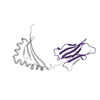 The deposited structure of PDB entry 1hxy contains 1 copy of Pfam domain PF07654 (Immunoglobulin C1-set domain) in HLA class II histocompatibility antigen, DRB1 beta chain. Showing 1 copy in chain B.