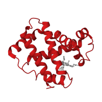 The deposited structure of PDB entry 1i3e contains 2 copies of CATH domain 1.10.490.10 (Globin-like) in Hemoglobin subunit gamma-1. Showing 1 copy in chain A.