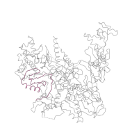 The deposited structure of PDB entry 1i6h contains 1 copy of Pfam domain PF04566 (RNA polymerase Rpb2, domain 4) in DNA-directed RNA polymerase II subunit RPB2. Showing 1 copy in chain D [auth B].