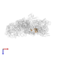 Small ribosomal subunit protein uS11 in PDB entry 1ibl, assembly 1, top view.