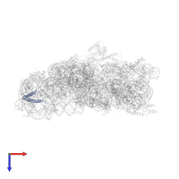 Small ribosomal subunit protein bS20 in PDB entry 1ibl, assembly 1, top view.