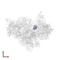 ANTICODON STEM-LOOP OF PHENYLALANINE TRANSFER RNA in PDB entry 1ibl, assembly 1, front view.