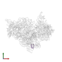 Small ribosomal subunit protein bS18 in PDB entry 1ibm, assembly 1, front view.