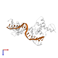 DNA (5'-D(*CP*CP*TP*GP*GP*TP*GP*TP*GP*TP*GP*GP*GP*TP*GP*TP*G P*CP*G)-3') in PDB entry 1ign, assembly 1, top view.