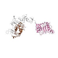 The deposited structure of PDB entry 1igr contains 2 copies of SCOP domain 52071 (L domain) in Insulin-like growth factor 1 receptor alpha chain. Showing 2 copies in chain A.